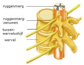 Ruggenmergzenuwen Hersenen Menselijk Lichaam Menselijk Lichaam