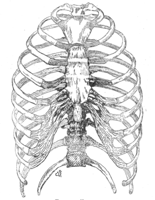 Thorax | Algemeen | Menselijk Lichaam - Menselijk Lichaam