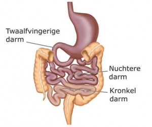 Twaalfvingerige darm | Algemeen | Menselijk Lichaam ...